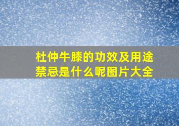 杜仲牛膝的功效及用途禁忌是什么呢图片大全