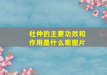 杜仲的主要功效和作用是什么呢图片