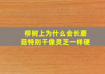 柳树上为什么会长蘑菇特别干像灵芝一样硬