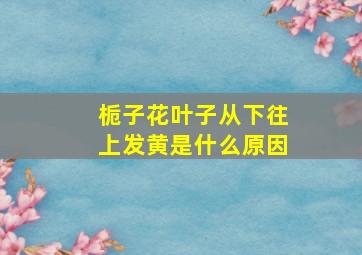 栀子花叶子从下往上发黄是什么原因