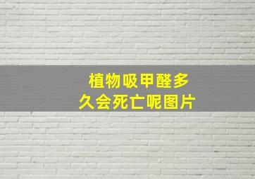 植物吸甲醛多久会死亡呢图片