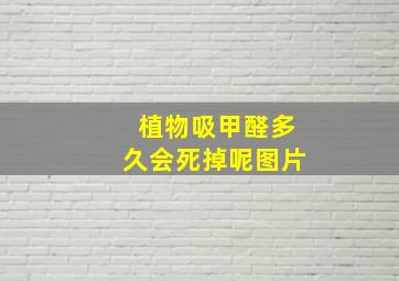 植物吸甲醛多久会死掉呢图片