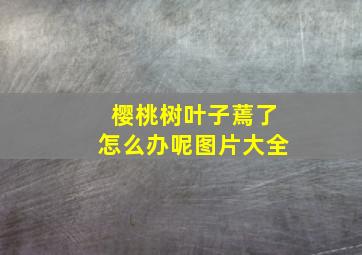 樱桃树叶子蔫了怎么办呢图片大全