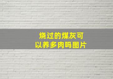 烧过的煤灰可以养多肉吗图片