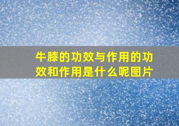 牛膝的功效与作用的功效和作用是什么呢图片