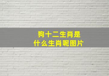 狗十二生肖是什么生肖呢图片