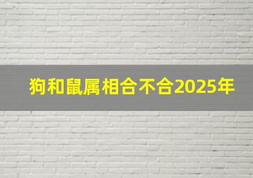 狗和鼠属相合不合2025年