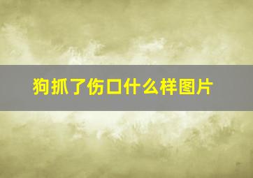 狗抓了伤口什么样图片