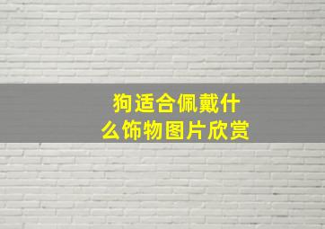 狗适合佩戴什么饰物图片欣赏