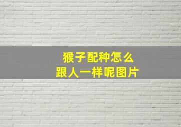 猴子配种怎么跟人一样呢图片