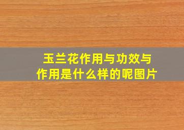 玉兰花作用与功效与作用是什么样的呢图片