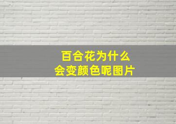 百合花为什么会变颜色呢图片