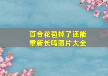 百合花苞掉了还能重新长吗图片大全