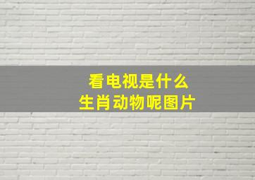 看电视是什么生肖动物呢图片