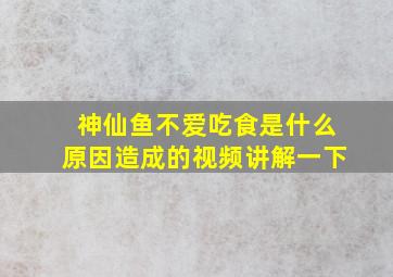 神仙鱼不爱吃食是什么原因造成的视频讲解一下