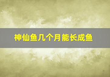 神仙鱼几个月能长成鱼