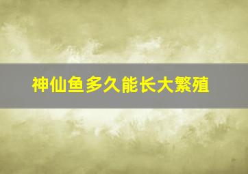 神仙鱼多久能长大繁殖