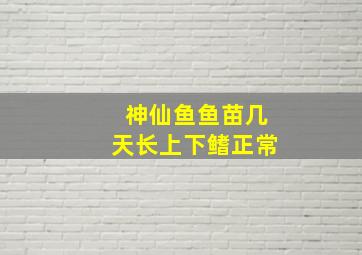 神仙鱼鱼苗几天长上下鳍正常