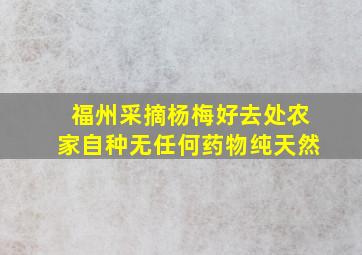 福州采摘杨梅好去处农家自种无任何药物纯天然