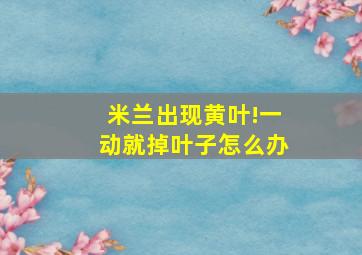 米兰出现黄叶!一动就掉叶子怎么办