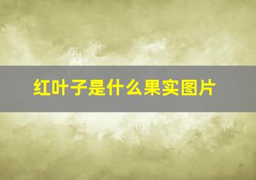 红叶子是什么果实图片