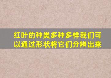 红叶的种类多种多样我们可以通过形状将它们分辨出来