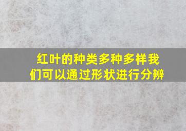 红叶的种类多种多样我们可以通过形状进行分辨