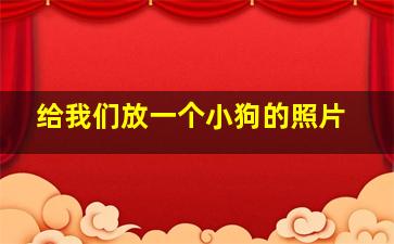 给我们放一个小狗的照片