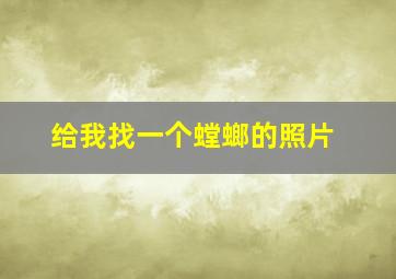 给我找一个螳螂的照片