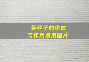 菟丝子的功效与作用点用图片