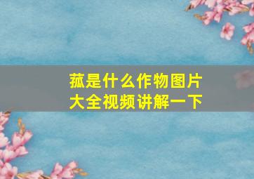 菰是什么作物图片大全视频讲解一下