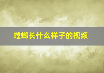 螳螂长什么样子的视频