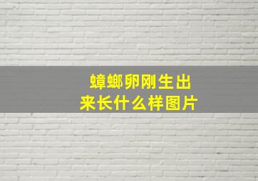 蟑螂卵刚生出来长什么样图片