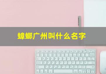 蟑螂广州叫什么名字