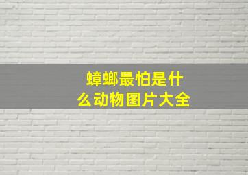 蟑螂最怕是什么动物图片大全