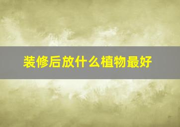 装修后放什么植物最好