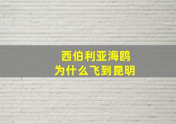 西伯利亚海鸥为什么飞到昆明