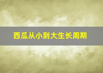 西瓜从小到大生长周期