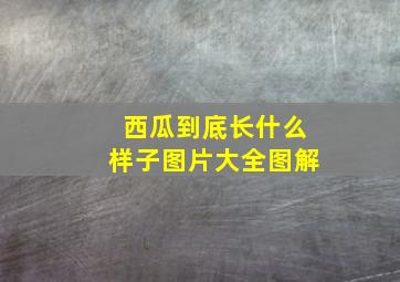 西瓜到底长什么样子图片大全图解