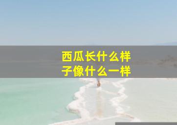 西瓜长什么样子像什么一样