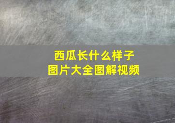 西瓜长什么样子图片大全图解视频