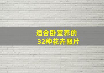 适合卧室养的32种花卉图片