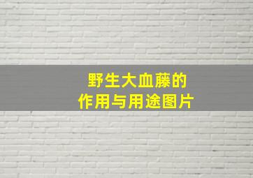 野生大血藤的作用与用途图片