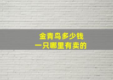 金青鸟多少钱一只哪里有卖的