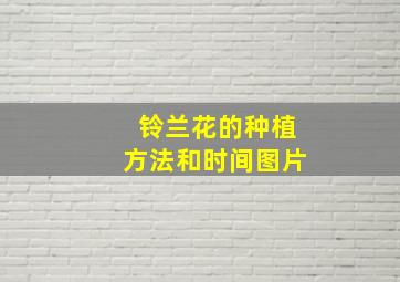 铃兰花的种植方法和时间图片