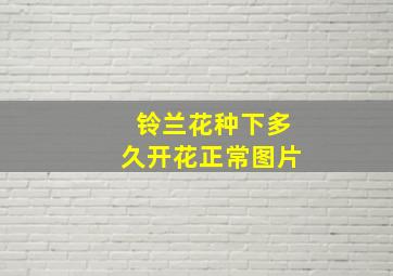 铃兰花种下多久开花正常图片