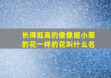 长得挺高的像像姬小菊的花一样的花叫什么名