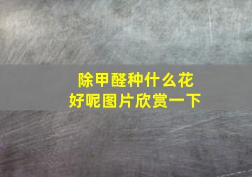 除甲醛种什么花好呢图片欣赏一下