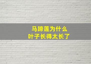 马蹄莲为什么叶子长得太长了