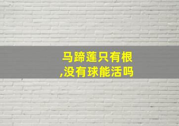 马蹄莲只有根,没有球能活吗